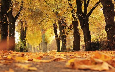 EL OTOÑO ES PARA MIMARSE