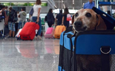 ¿CÓMO VIAJAR CON TU MASCOTA?